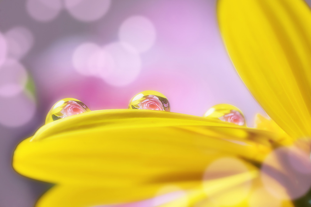 水滴に映る花